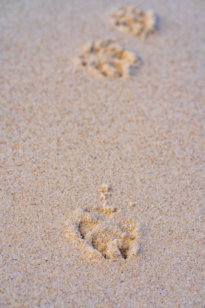 Empreintes de pas de chien sur la plage