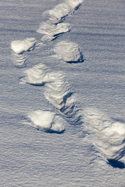 Empreintes de pas dans la neige