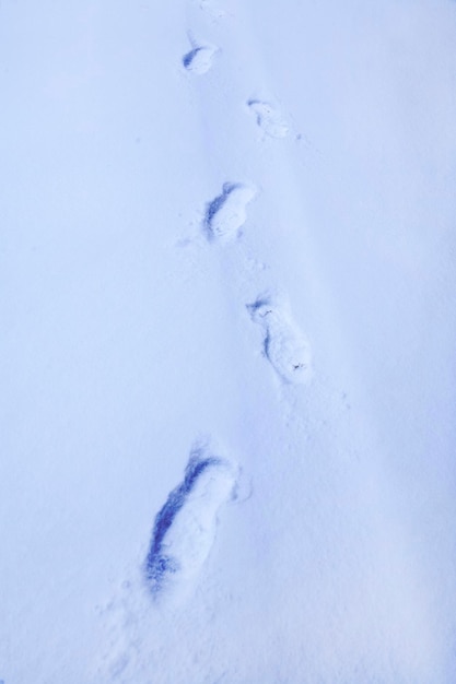 Empreintes de pas dans la neige