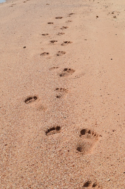 Empreintes de pas dans le sable au bord de la mer