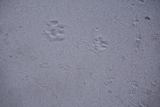 empreintes de pas dans le sable chien résumé fond texture plage