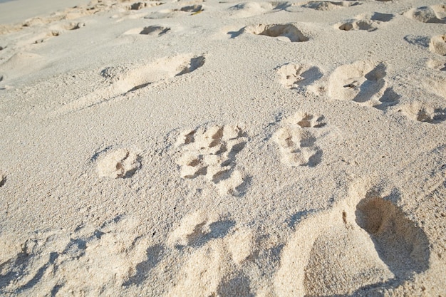 Empreintes de pas dans le sable de la plage le long de la côte par une journée ensoleillée Paysage relaxant et paisible pour profiter et se détendre pendant les vacances d'été ou une escapade Dunes dans le désert avec une texture de surface granuleuse
