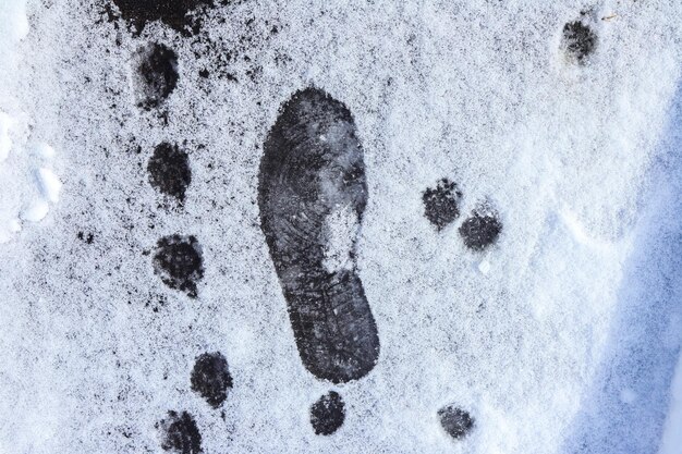 Empreintes de pas humaines et de chat sur la neige libre