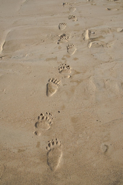 Empreintes de pattes d'un gros ours dans le sable