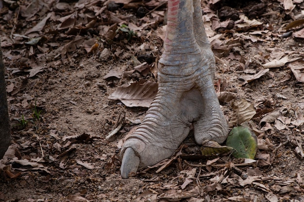 Photo emu pieds marchant sur le sol.