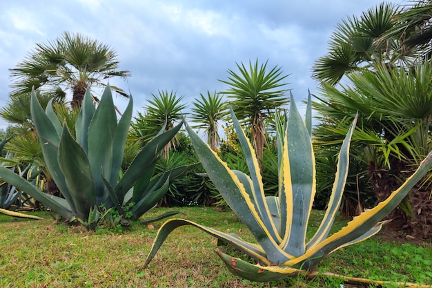 Enchérir des plantes d'agave et des palmiers et un ciel nuageux derrière.