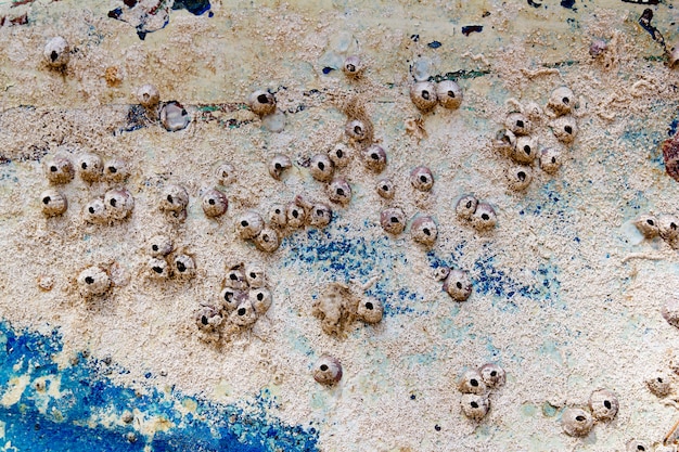 Encrassement de la vie marine sur la coque d’un bateau