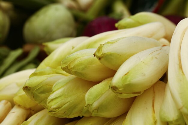 Endive verte fraîche