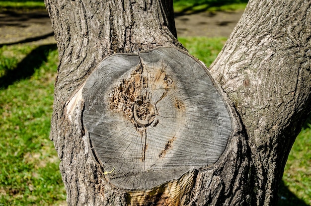 L'endroit a été abattu sur un arbre.