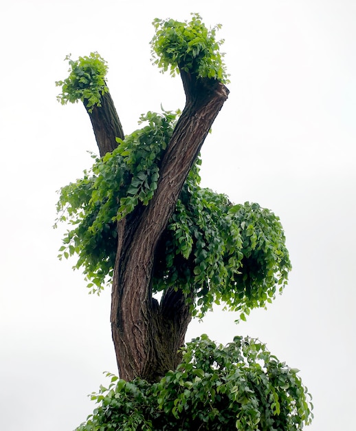 L'énergie de la vie après une forte taille du tronc de l'arbre est envahie de pousses vertes sur le fond blanc du ciel