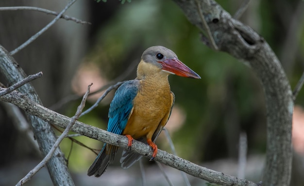 Photo l'enfance du martin-pêcheur sur la branche d'un arbre