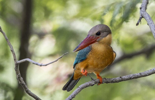 Photo l'enfance du martin-pêcheur sur la branche d'un arbre