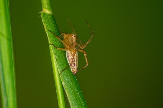 Un enfant araignée perché sur une tige de feuille dans le vert le matin