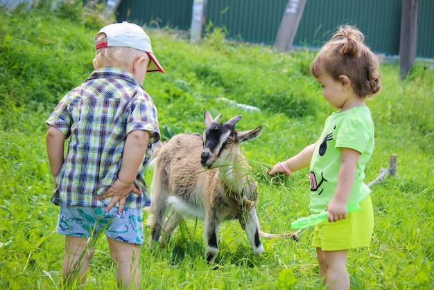 Enfant avec une chèvre. Mise au point sélective.