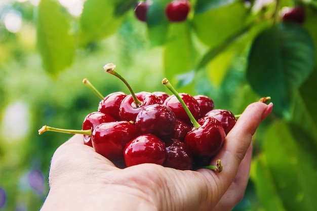 L&#39;enfant cueille des cerises dans le jardin. Mise au point sélective.