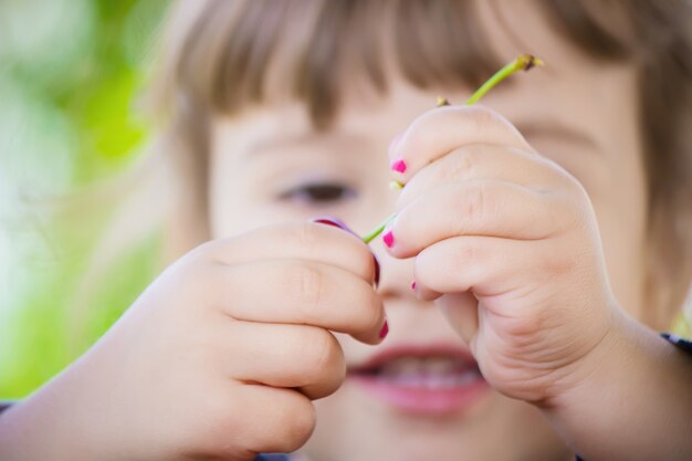 L&#39;enfant cueille des cerises dans le jardin. Mise au point sélective.