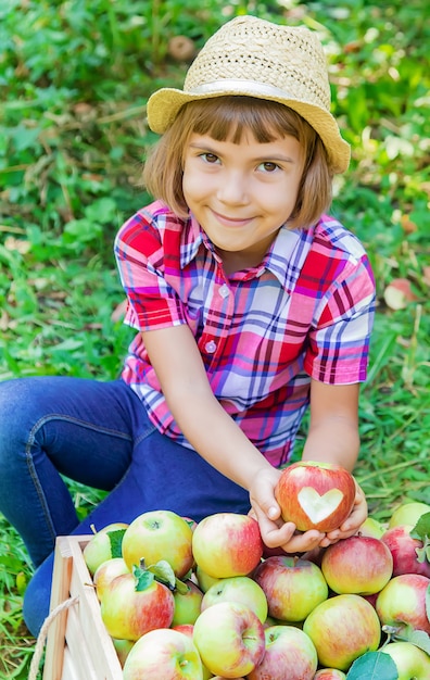 enfant cueille des pommes dans le jardin dans le jardin. Mise au point sélective.