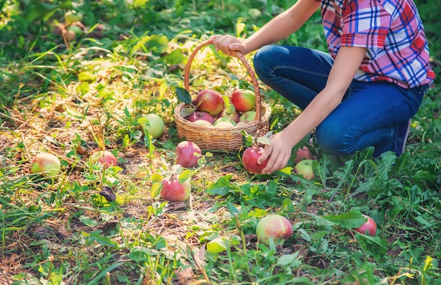 Enfant cueille des pommes dans le jardin dans le jardin.