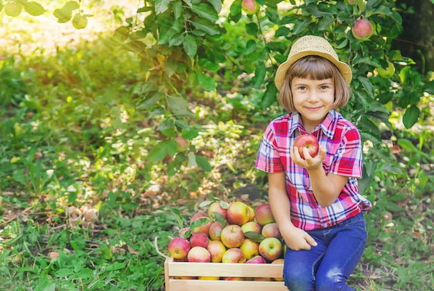 Enfant cueille des pommes dans le jardin dans le jardin.