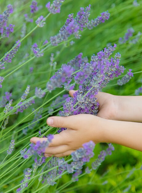 Un enfant dans un champ de fleurs de lavande. Mise au point sélective.