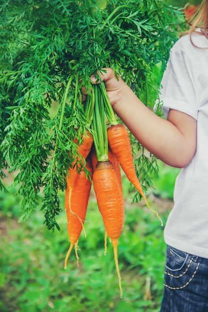 Un enfant dans le jardin avec des carottes.