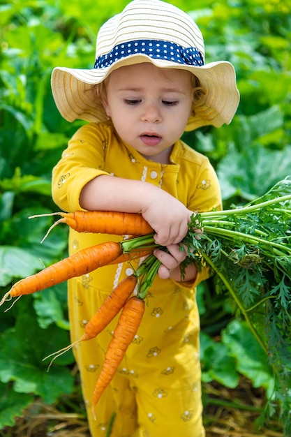 Un enfant dans le jardin tient une récolte de carottes dans ses mains mise au point sélective