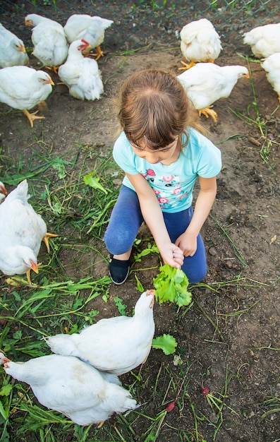 L'enfant du poulailler nourrit les poules. Mise au point sélective.