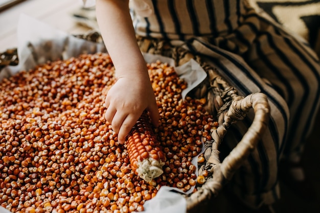 Photo enfant avec un épi de maïs et un panier