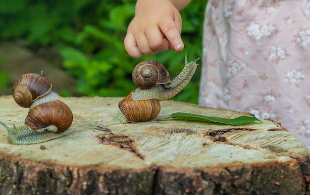 L'enfant examine les escargots sur l'arbre Mise au point sélective