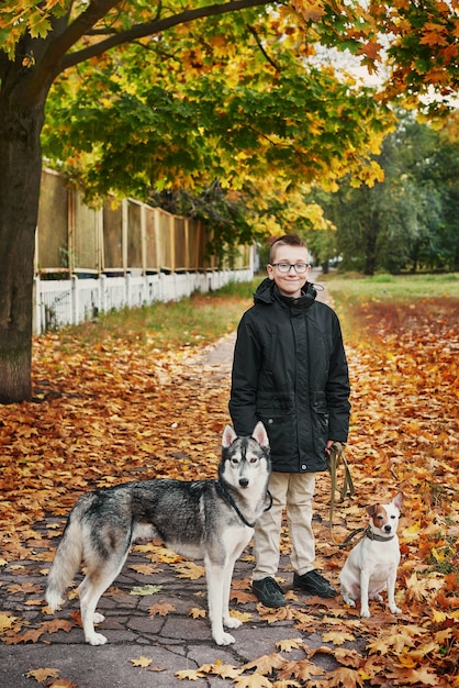 enfant garçon avec chiens husky et jack russell terrier promenades dans le parc en automne