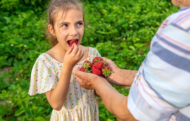 L'enfant et la grand-mère cueillent des fraises dans le jardin. Enfant.