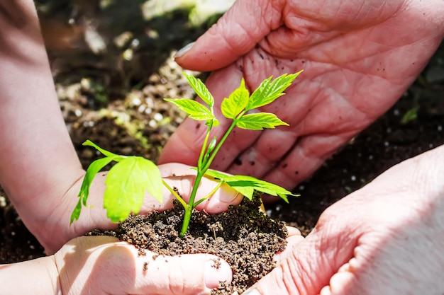 L'enfant et la grand-mère plantent des moutons dans le jardin. Mise au point sélective. gens