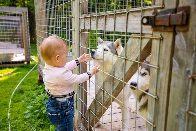 Enfant jouant avec des chiots de chien husky en Finlande en Laponie en hiver