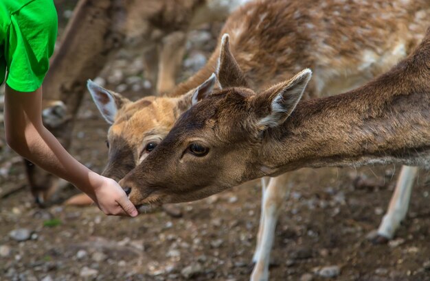 Un enfant nourrit un cerf dans la forêt Mise au point sélective