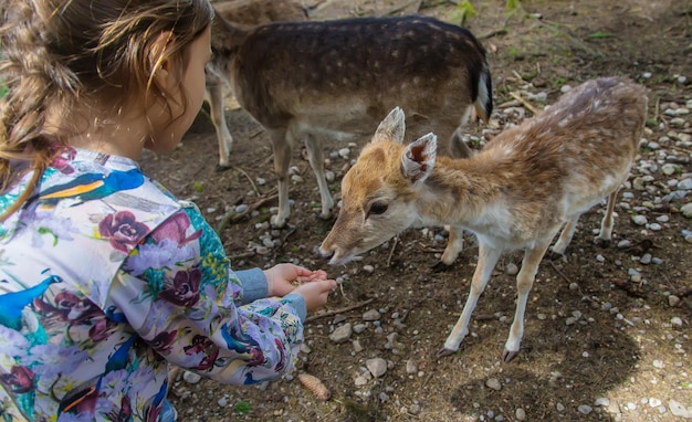 Un enfant nourrit un cerf dans la forêt Mise au point sélective