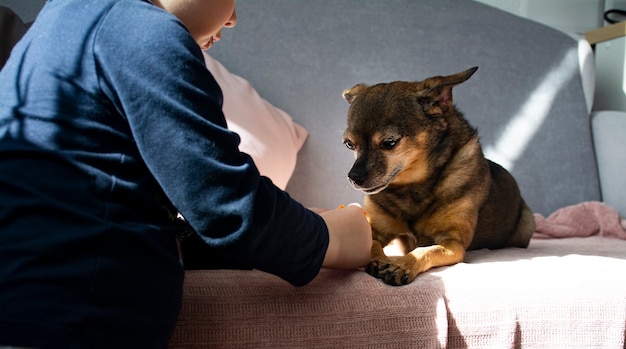 un enfant nourrit un petit chien ce terrier avec de la nourriture