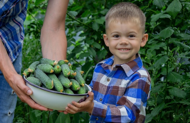 L'enfant et le père tiennent des concombres dans leurs mains Mise au point sélective