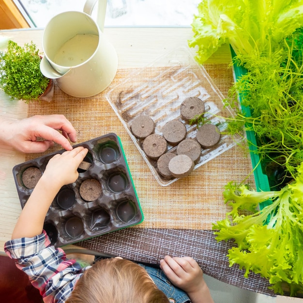 L'enfant place des comprimés de tourbe dans le plateau de la mini-serre à plat