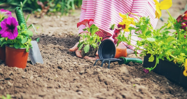 Un enfant plante un jardin fleuri. Mise au point sélective.