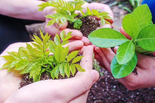 L'enfant plante des moutons dans le jardin. Mise au point sélective.nature