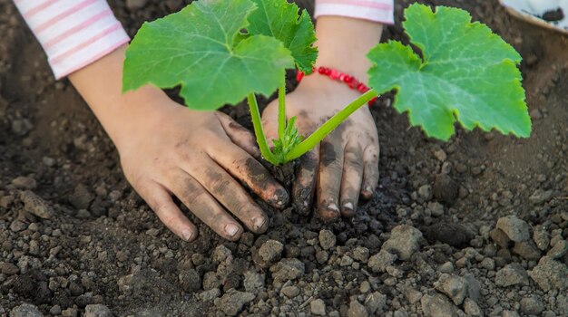 L'enfant plante une plante dans le jardin Mise au point sélective