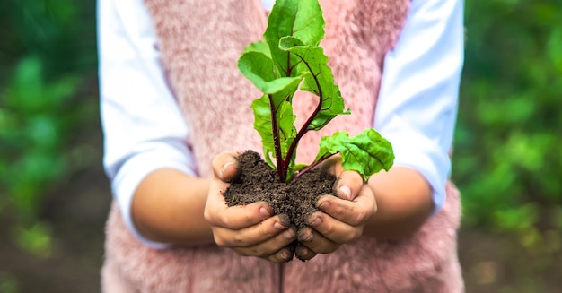 L'enfant plante une plante dans le jardin Mise au point sélective