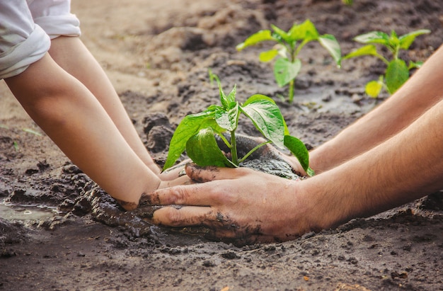 Un enfant plante une plante dans le jardin. Mise au point sélective.