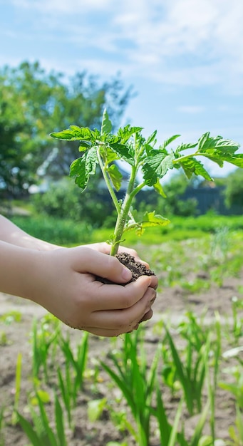 L'enfant plante des tomates dans le jardin Mise au point sélective