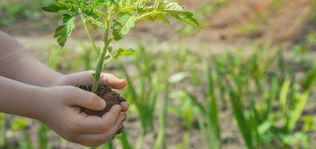 L'enfant plante des tomates dans le jardin Mise au point sélective