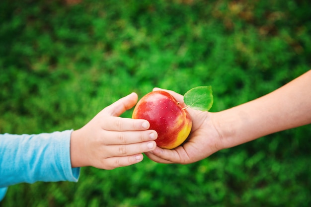 Enfant avec une pomme. Mise au point sélective. Jardin.