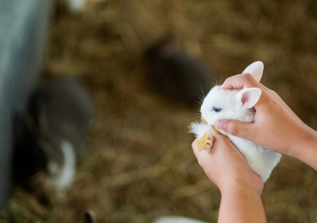 Enfant portant un animal de compagnie lapin lapin