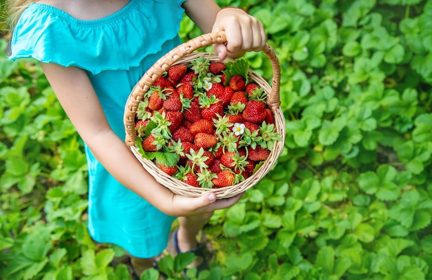 L&#39;enfant ramasse des fraises dans le jardin. Mise au point sélective.