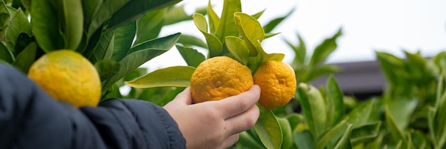 Enfant récoltant des mandarines d'un arbre