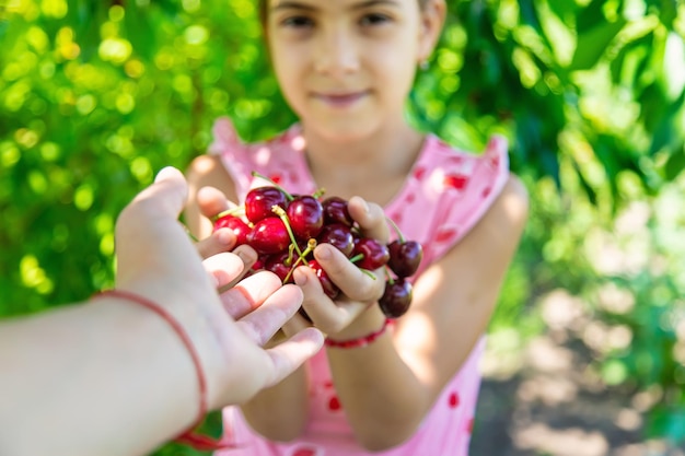 Un enfant récolte des cerises dans le jardin Mise au point sélective